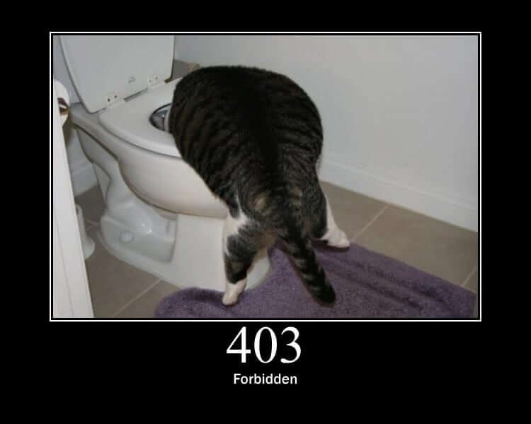 cat forbidden to illustrate 403 error