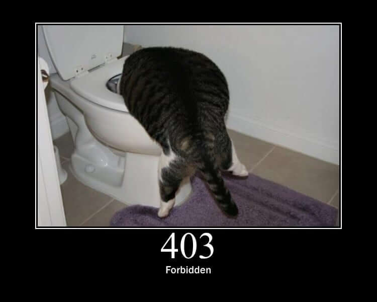 A fat cat drinking water from the toilet, captioned &quot;403 forbidden&quot;