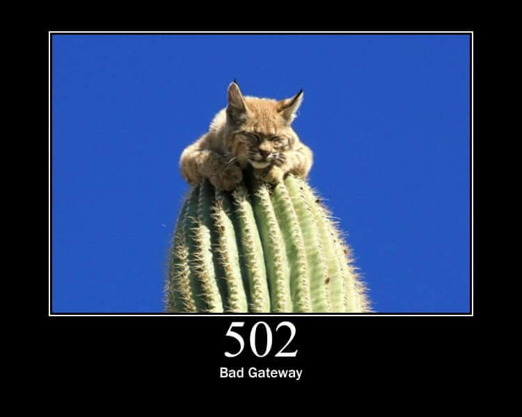 http cats 502